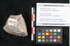 Foto (Objekt + Etikett) von Caulinites otagoicus Ettingshausen (NHMW-GEO-2024-0188-10120a)